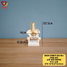 척추 요추대 골반 모델 골격 사람 교육 인체 해부학 인간, B.소형요추(5골반다리뼈)