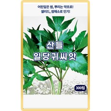 산들 일당귀 씨앗 300립 뿌리는 약초로 사용되는 당귀씨 종자, 5개