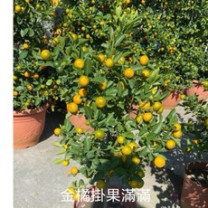霏霏園藝 金橘掛果盆栽 高度60-70公分 2棵含運, 1個