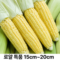 {최상품} 특산품 의령 산지직송 초당 옥수수, 1개, 특품 5개