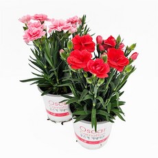 꽃집아가씨 1+1향카네이션 국내산 생화화분 꽃바구니 분갈이화분 꽃화분 어버이날 스승의날 오스카카네이션 봄꽃, 2개, 향카네이션(색상랜덤)