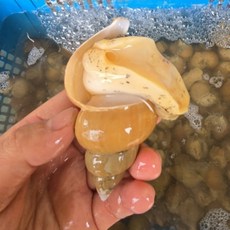 싱싱햇 국산 백골뱅이 백고동 생소라 골뱅이 고동, 1박스, 1kg(50미내외), 소