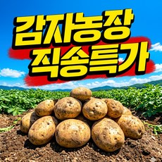 [농장직송] 26년 포슬달큰 햇감자 국내산, 1박스, 3kg(중)