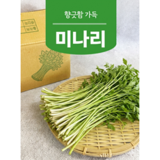국내산 미나리, 1kg, 1박스