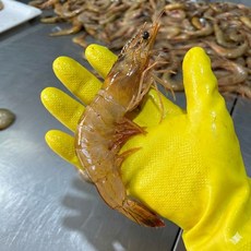 [신선품다] 자연산 대하 서해안 특대 새우 프리미엄 산지직송 1킬로그램 25미 내외, 1박스, 1kg