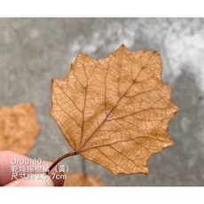 乾燥楊樹葉, 黃色, 1個