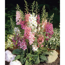 버바스쿰 색상혼합 Mix [3포트] (복남이네야생화 하이브리드 혼합), 3개