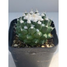 [가람다육] 이루사무 선인장, 1개