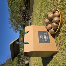 [산지직송]프리미엄 송화버섯 표고버섯 송이버섯 선물세트 가정용 1kg, 1개, 1kg(실속선물용 : 중~상품)