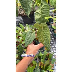 霏霏園藝 華奢花燭, 1個