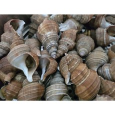 [당일조업 / 국내산] 싱싱하고 수율좋은 살고동 살골뱅이 타래고동 백골뱅이, 1개, 살고동(일반) 1kg