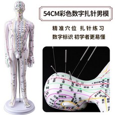 인체 침술 혈자리 모형 실리콘 인형 경락 전신침구 인체더미 교육모델 침연습, 54cm 남성 (화이트/바늘포함)