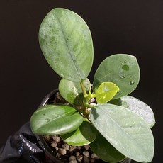 판다 고무 나무 휘커스 식물 테라리움 비바리움 B