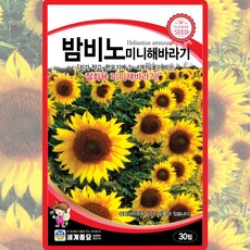 세계종묘 밤비노 미니해바라기 씨앗 30립 미니 해바라기 꽃씨 야생화 종자, 5개
