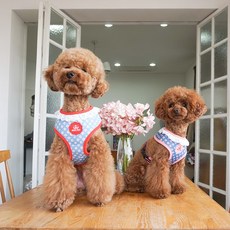 真正的寵物狗花背帶, 藍色