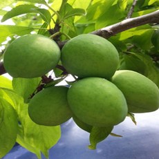 키움원예조경 왕매실 접목묘목 2년생 1주, 1개