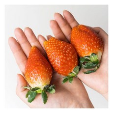 킹스베리 논산딸기 350g (12-15과) 대왕딸기 높은당도 복숭아향 과즙185205, 킹스베리 논산딸기 350g (12-15과) 대왕딸기 높