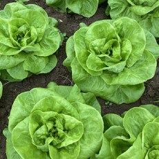 국내산 유러피안 샐러드 모듬 샐러드 유럽 채소 (3종 이상 혼합), 1박스, 800g