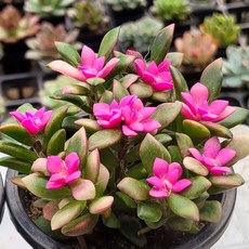 다육이 총집합 골라담기 다육식물 다육이, 3번- 핑크취설송