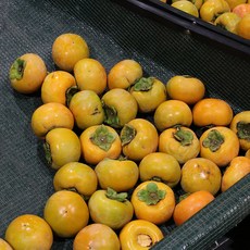 단감 가정용 1kg 랜덤과 / 실속형 달콤 아삭 가을과일