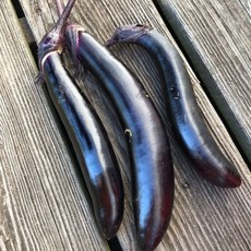 조선 진주 장가지 가지 품종 채소 씨 종자 씨앗 100립, 1개