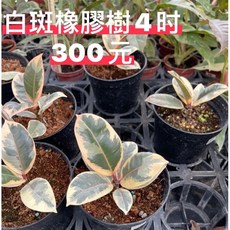 霏霏園藝 白斑橡膠樹盆栽