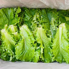 새벽시장/당일출고 국내산 청상추 쌈용 샐러드야채 샐러드채소 상추 쌈채소 1kg 4kg, 1개