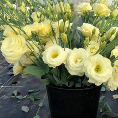 어린모종 리시안서스 8cm분, 어드벤티지 옐로, 1개