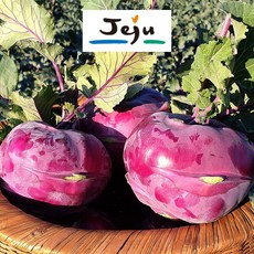제주 햇 콜라비 고당도 최상품 산지직송, 10kg, 1개, 제주청년농부 콜라비 최상품 10kg