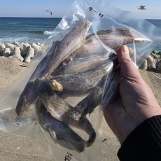 당일조업 동해안 반건조 도루묵, 1박스, 300g (9-11미)