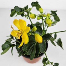 아비가든 황호접 카시아 토멘토사 노랑나비꽃 공기정화식물, 2개, 노랑(소품)