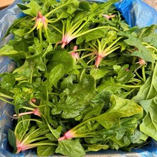 이른밭 국내산 섬초 남해 시금치, 1kg, 1개