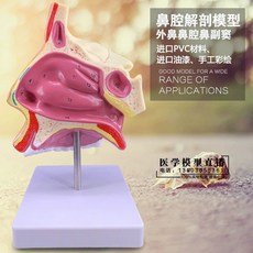 해부학 이비인후과 실습 모형 편도 코구조 인체 B형 미포함 비강-지지대, A. 디지털 로고와 베이스 포함