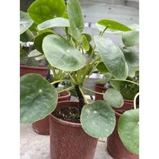 霏霏園藝 鐘面草 6-8年苗 一棵 5吋盆, 1個