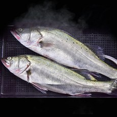 국내산 반건조 민어 특대 5미 제수용 말린 생선 요리 ths*766ny, 1, 본상품선택