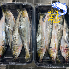 고소한 기름진 풍미와 부드러우면서도 쫄깃한 식감 전어, 1박스, 전어 5미