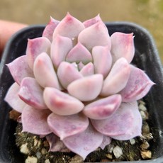 다육식물 모아보기, ( 5번포트 ) - 페리몬, 1개