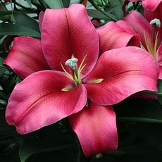 우리화훼종묘 백합 구근-레드 디자이어, 1개