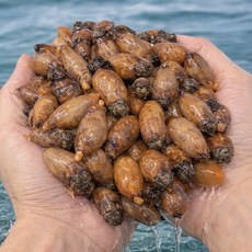 2026년 국내산 제철 생물 활미더덕 1kg 1개