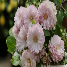 클레마티스 '하루히메' [1포트] (복남이네야생화 Clematis Haruhime 으아리 덩굴식물), 1개