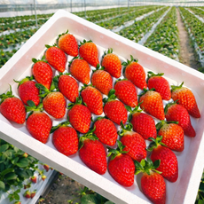 [새벽수확 아침발송] 딸기 논산 설향 생딸기 산지직송 고당도 800g내외, 1세트, [한입딸기]35구-42구 구성750g