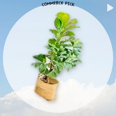 온수매트 허니밤 퀸 2인용 전기 요 장판 일월 150x200 픽앤코501