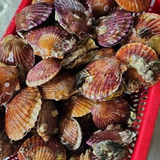 통영 세척 홍가리비 선별 가리비, 1박스, 6kg