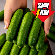 수분팡팡 다이어트 식단 미니오이, 20개, 1kg