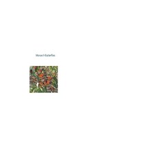 (영문도서) Monarch Butterflies Paperback, Stephen Jones, English, 9798230821465