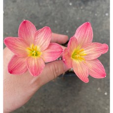 花樣渼栽盆栽生活館 時尚粉開花球 Z. Sassy Pink 風雨蘭 浪漫粉色系 新手易種植 美化居家空間, 開花球莖(裸根)+3寸盆土