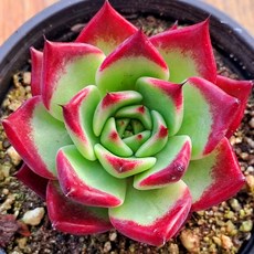 아기자기 예쁜다육 38종, 단품, 17번)- 사라보니 슈퍼클론, 1개