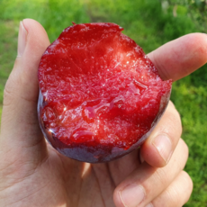 [SNS대란]침샘폭발 요즘제철 수박자두 체리자두 속빨간피자두, 1박스, 1kg (20과내외)