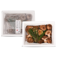 산지직송 지리산 솔송화버섯 800g 번덕뜰 솔송버섯 송화버섯 송고 표고, 1개, 알뜰형 800g