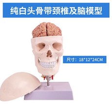 두개골 경추 모형 과학실 목뼈 교육 실습 머리뼈, 순수한 백두골은 경추와 뇌를 가지고 있습니다